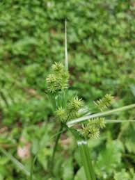 Image result for Cyperus tenuiculmis
