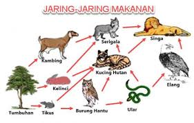 Rantai makanan di laut rantai makanan adalah suatu proses makan dan dimakan yang terjadi antara mahluk hidup secara linier mengikuti tingkat trofik tertentu. 10 Contoh Jaring Jaring Makanan Penjelasannya Lengkap