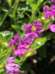 Image result for Cuphea hyssopifolia