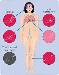 Image result for Sequential Estrogen Replacement