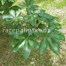 Image result for Pachira glabra
