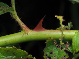 Image result for Rosa sp.