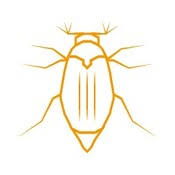 (insecten) melolontha melolontha, schildvleugelig insect dat in mei te voorschijn komt woordherkomst samenstelling van mei en kever verwante begrippen boomkever. Meikever Bestrijden Lastvan Com