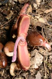 Image result for Pouteria adolfi-friedericii