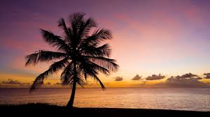 Check spelling or type a new query. Wallpaper Nature Palm Tree Beach Sea Sky Sunset Silhouette 2560x1440 Qhd Picture Image