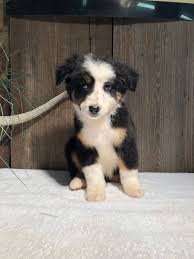 This playful pup is vet checked, up to date on shots and wormer, plus comes with a health guarantee provided by the breeder. Scott Gallagher On Twitter I Have 5 Puppies For Sale Just In Time For Christmas Four Boys And One Girl Border Collie And Bernese Mountain Dog Mix Dm For More