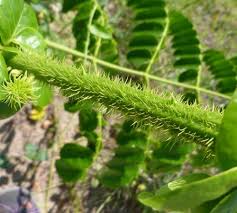 Image result for Guilandina bonduc