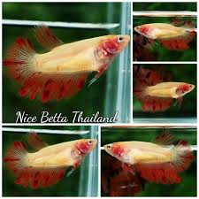 How To Take Care Of Betta Fish Betta Fish Betta Fish