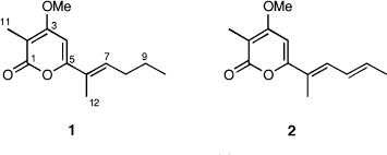 Image result for Ptycholobium contortum