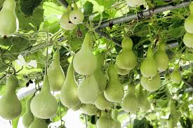 Image result for Lagenaria siceraria