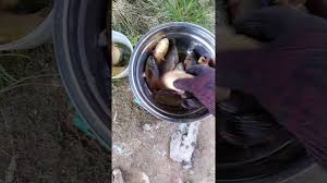 Ikan mas masih terdaftar sebagai jenis ikan konsumsi yang banyak memiliki peran. Terbaik Ikan Puyu Emas Youtube