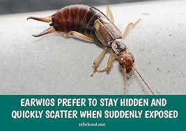 Don't forget to wear gloves to avoid spraying your hand. How To Kill Earwigs In Your Garden And Yard