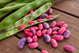 Image result for Phaseolus coccineus