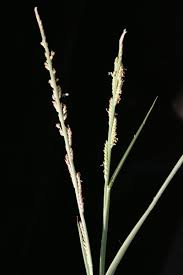 Image result for Paspalidium geminatum