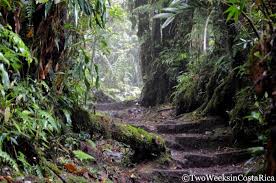 In our guide, we've covered all the essential information you need to know before visiting one of the most remarkable parks in this central american country. The Famous Monteverde Cloud Forest Reserve Two Weeks In Costa Rica