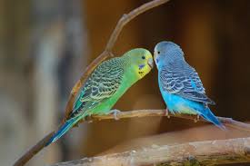 Birds You Can Have As Pets Image Result For Parakeets Best Pet Birds Pet Birds Parakeet