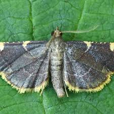 Image result for Hugonia elliptica