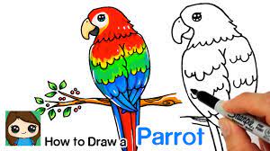 How To Draw A Parrot - Youtube