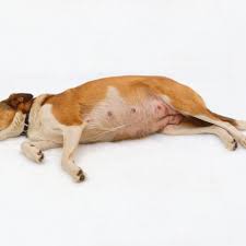 Dog Pregnancy Care And Information