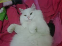 Beli kucing himalaya online berkualitas dengan harga murah terbaru 2021 di tokopedia! Kucing Putih Kucingsaya