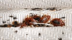 Yuck! Bedbug Poop Leaves Lingering Health Risks