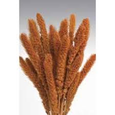 Image result for Setaria sulcata