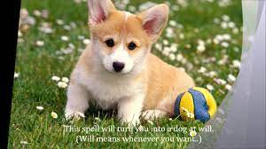 Check spelling or type a new query. Dog Spell Youtube