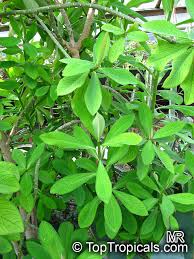 Image result for Synadenium cupulare