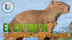 Jun 14, 2021 · así fue que se pusieron en contacto con la brigada de control ambiental , dependiente del mencionado ente gubernamental provincial, con el propósito de concretar la entrega voluntaria del carpincho (hydrochoerus hydrochaeris), que es el más grande de los roedores, el de mayor peso y tamaño del mundo. El Capibara El Roedor Mas Grande Del Mundo Hydrochoerus Hydrochaeris Youtube
