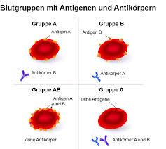 Blutgruppen kennzeichnen bestimmte merkmale des blutes, die bei jedem menschen individuell unterschiedlich sind und das ganze leben bestehen bleiben. Jede Blutgruppe Ist Etwas Ganz Besonderes Fairvital Blog