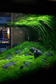 Aquascaping Aquarium Landscape Fish Tank Aquascape