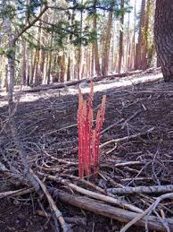 Image result for Exochaenium oliganthum