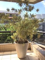 It is widely grown as an ornamental plant and houseplant, valued for its richly coloured, evergreen leaves, and thick. Pleomele Dracena Reflexa Muda 50cm Ofertas Vazlon Brasil