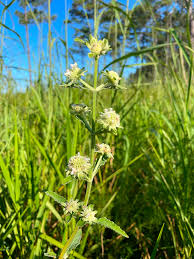 Image result for Hyptis