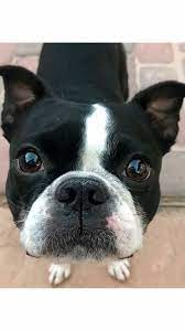 Pin By Matt Price On Dogs Great Danes Boston Terriers And Boxers My Kind Boston Terrier Boston Bull Terrier Boston Terrier Dog