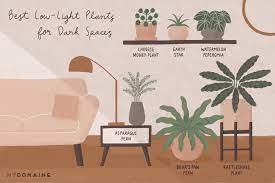 Alternatively, if moving your plants further back isn't an option, then you can filter the. How To Keep These 15 Low Light Plants Alive