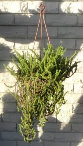 Image result for Crassula schimperi