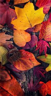 Check spelling or type a new query. Even If You Are Not Fond Of Autumn This Collection Of Fall Iphone Wallpaper Photos Will Give You Autumn Phone Wallpaper Fall Wallpaper Iphone Wallpaper Photos