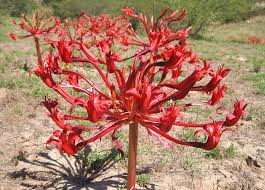 Image result for Brunsvigia