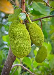 Image result for Artocarpus heterophyllus