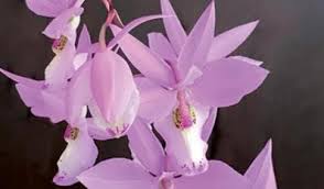 Image result for Disperis virginalis