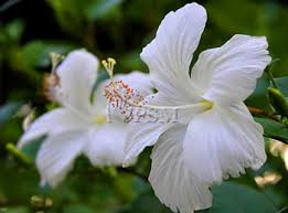 Keluarga malvaceae) adalah pokok renek asal di barat asia, juga dikenali sebagai mawar china. Bunga Raya Putih Forestry Department Peninsular Malaysia