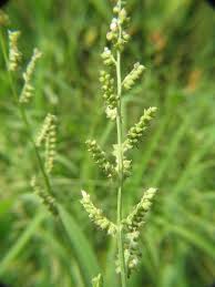 Image result for Urochloa semiundulata
