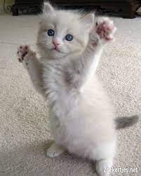 Pin On Cats Cat Meme Cats Funny Cat Photography Cats Are Jerks Cats Cute Cute Cats Cute Cat Drawings Cute Cat Memes Cat Life