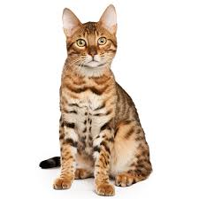Get a ragdoll, bengal, siamese gorgeous female brown bengal unaltered, best to spay after 6 months comes with health guarantee, first set of shots, deworming, custom cat harness, toys. Bengal Cat Breed Information Temperament Health