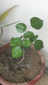 Image result for Indigofera subargentea