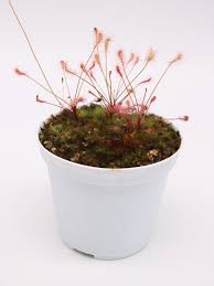 Image result for Drosera affinis