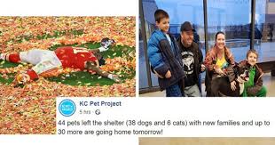 See the answers, explore popular topics and discover unique insights from kc pet project employees. I Can Has Cheezburger Dogs Page 62 Funny Animals Online Cheezburger