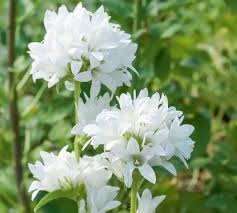 Campanula Glomerata Alba Clustered Bellflower Alba Bellflower Alba Danesblood Superba Campanula Glomerata Var Campanula White Gardens White Plants