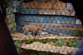 We did not find results for: Jaguargehege Artis Royal Zoo Amsterdam Sprenger Von Der Lippe